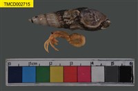 藏品(寄居蟹)的圖片